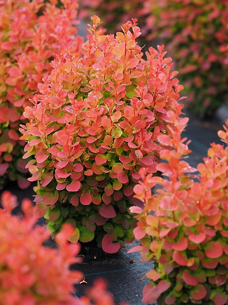 Berberis thunbergii 'Florence ®'